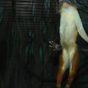 Congo Gorilla Forest- Cheeky Monkey