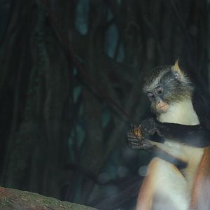Congo Gorilla Forest- Wolf's Guenon