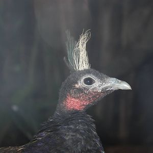 Congo Gorilla Forest- Congo Peafowl
