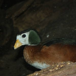 Congo Gorilla Forest- African Pygmy Goose