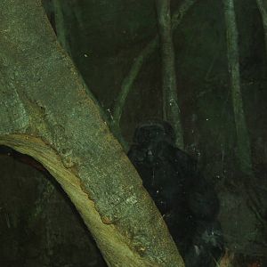 Congo Gorilla Forest- Western Lowland Gorilla