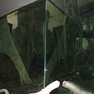 Congo Gorilla Forest- Indoor Gorilla Exhibit