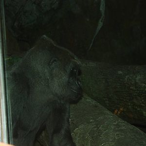 Congo Gorilla Forest- Female Gorilla