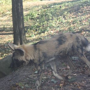 African Plains- African Wild Dog