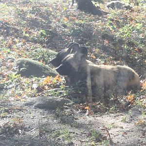 African Plains- African Wild Dogs