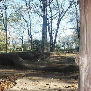 African Plains- African Wild Dog Exhibit/Ostrich Exhibit
