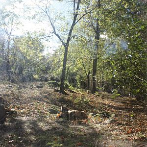 African Plains- African Wild Dog Exhibit