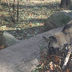 African Plains- African Wild Dog