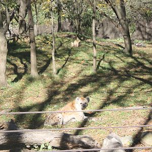 African Plains- Spotted Hyena