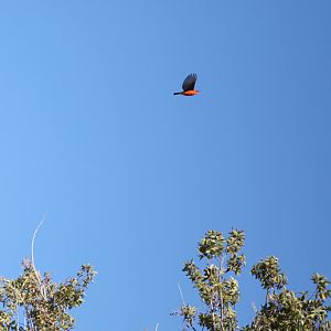 wild vermillion flycatcher