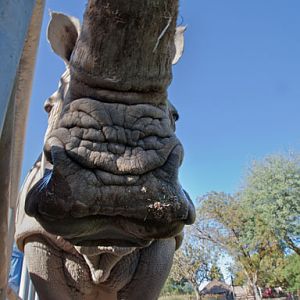 white rhino - low view