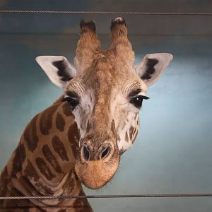 African Plains- Giraffe