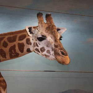 African Plains- Rothschild's Giraffe