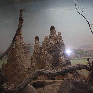 African Plains- Dwarf Mongoose Exhibit