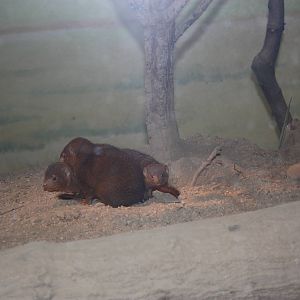African Plains- Dwarf Mongoose Family