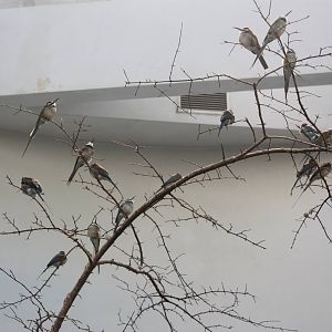 World of Birds- White-Throated Bee-Eater