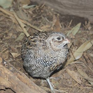 World of Birds- Montezuma Quail
