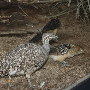 World of Birds- Elegant Crested Tinamou and Guira Cuckoo