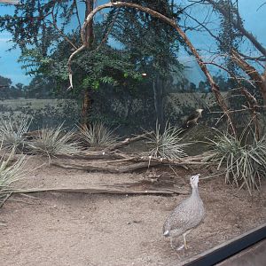 World of Birds- Tinamou/Cuckoo Exhibit
