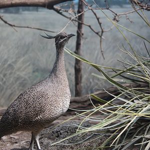World of Birds- Elegant Crested Tinamou