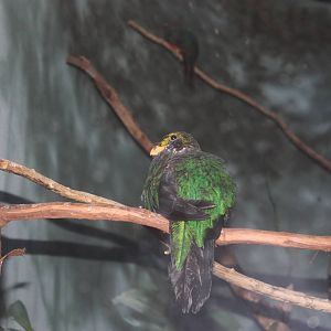 World of Birds- Golden-Headed Quetzal