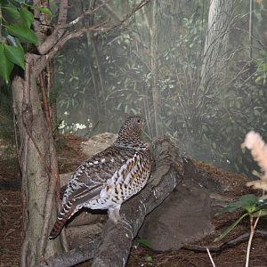 World of Birds- Western Capercaillie