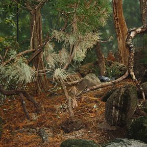 World of Birds- Find the Capercaillie!