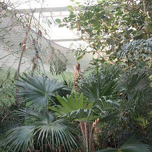 World of Birds- African Rainforest