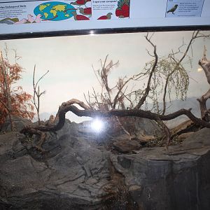World of Birds- Kea Exhibit