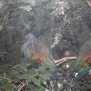 World of Birds- Nicobar Pigeons