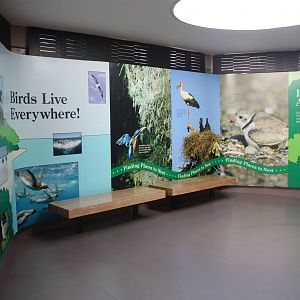 World of Birds- Bird Adaptations