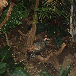 World of Birds- Ocellated Turkey