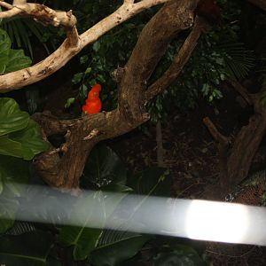 World of Birds- Andean Cock-of-the-Rock