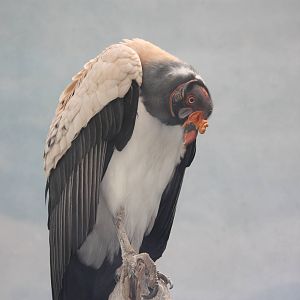 World of Birds- King Vulture
