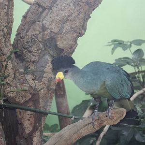 World of Birds- Great Blue Turaco