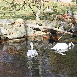 Tiger Mountain- Trumpeter Swans