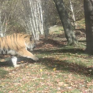 Tiger Mountain- Amur Tiger
