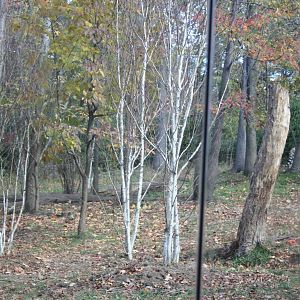 Tiger Mountain- Amur Tiger Exhibit #1