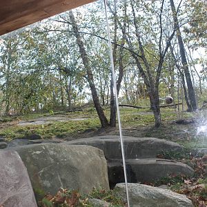 Tiger Mountain- Amur Tiger Exhibit #2