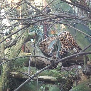 old jaguar falls exhibit