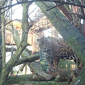 jaguar falls old exhibit