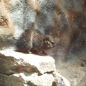 rock hyrax