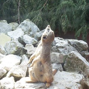 watching a helicopter