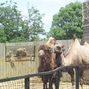 Bactrian camels