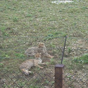 Cheetah cubs