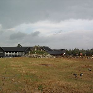 view of edge of Africa paddock