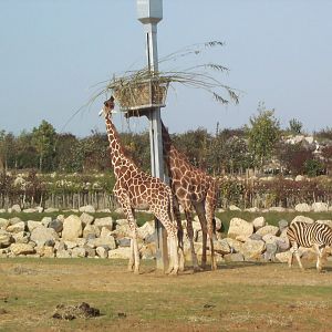 across edge of Africa paddock
