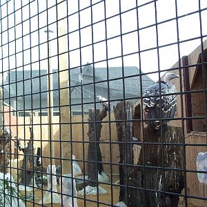 vulture aviary