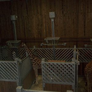 inside giraffe house