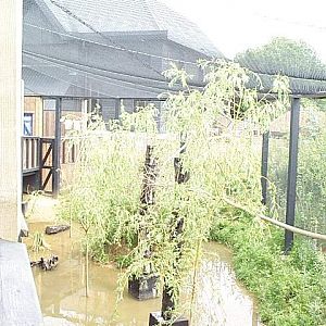 European wading bird aviary